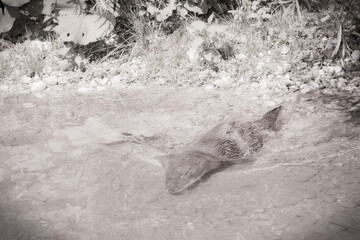 otter swimming in the water