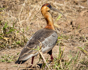 
Curicaca, bird with a general lead-gray color, red eyes and feet and a white band on the forehead.
The bill is long and curved downwards.