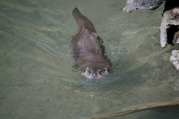 otter swims in the water