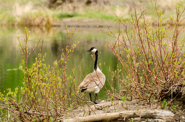 Canada Goose Poses