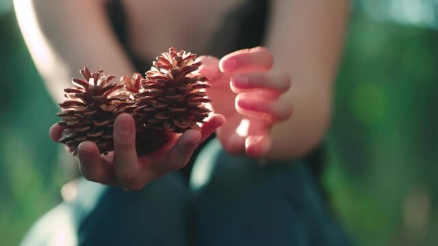 Girl's Hand Holding Pine Fir Cones. Fixing Pine Cones On Hand. - close up shot