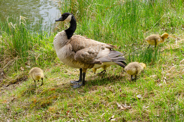 Mother Goose with Goslings