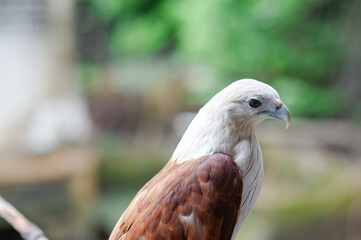 A red hawk on a branch in a seaside village.
