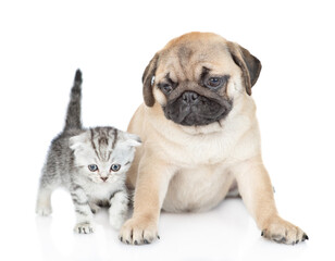 Pug puppy sits with newborn scottish kitten. isolated on white background