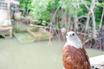 A red hawk on a branch in a seaside village.