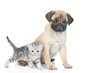 Pug puppy and scottish kitten sit together in side view. isolated on white background