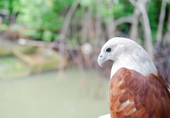 A red hawk on a branch in a seaside village.
