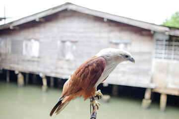 A red hawk on a branch in a seaside village.
