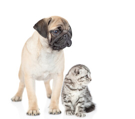 Obraz premium Pug puppy and scottish kitten sit together and look away on empty space. isolated on white background