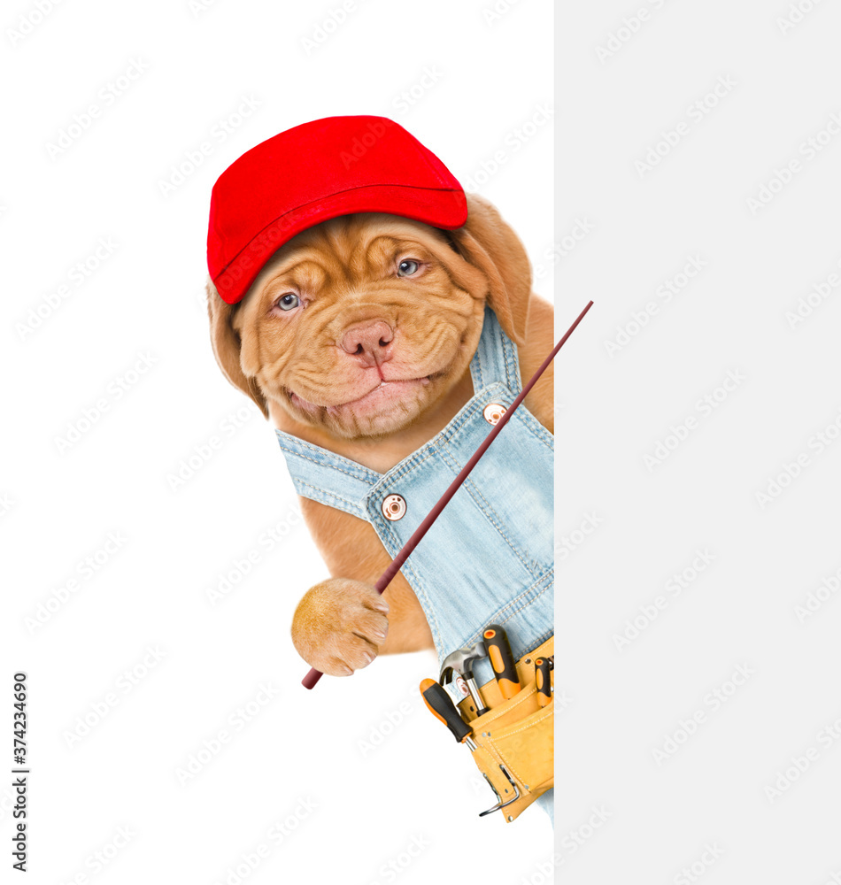 Poster Smiling puppy wearing red cap, overalls and tool belt points on empty white banner. isolated on white background