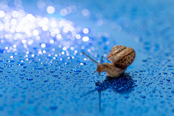 Small curious Fruticicola fruticum, known as bush snail a species of air-breathing land snail in family Bradybaenidae on blue reflecting surface with water drops, copy space