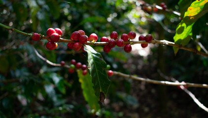 Planta de café lista para cosechar