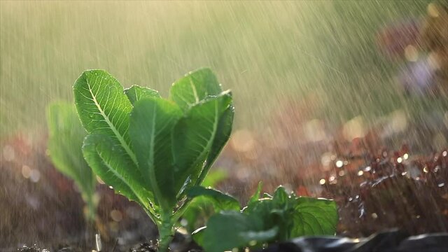 Slow-motion of water spraying in the greenhouse of green and red romaine lettuce salad vegetable hydroponic in organic farm with soft light. Agriculture organic concept.