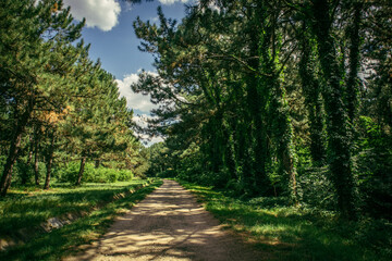 Fototapeta premium old road in the old park