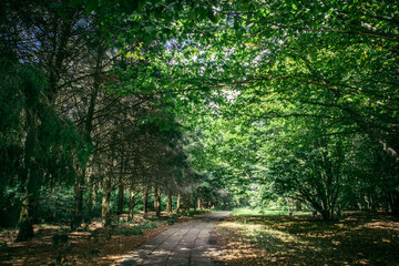 old path in the old park