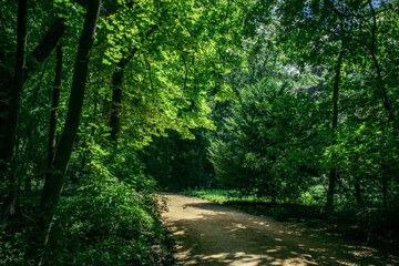 Fototapeta na wymiar quiet sunny path in a green park