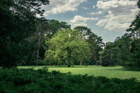 vintage oak tree in a green park on a green lawn © korobka_dv