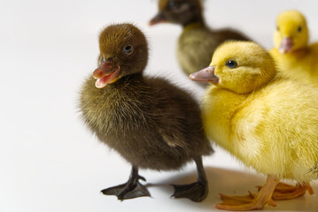 Brown newborn duckling closeup on white background.