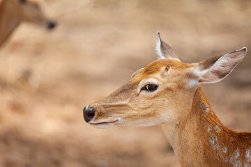 Chital, Cheetal, Spotted deer, Axis deer, National Park in Thailand.