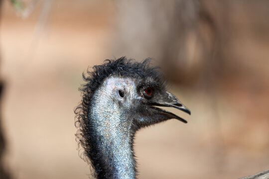 An Emu bird, Dromaius novaehollandiae.