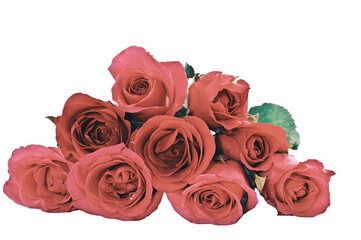 Sweet rose in soft style for background, Decorate pictures with cool colors.