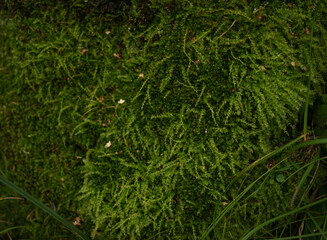 Green moss for background texture