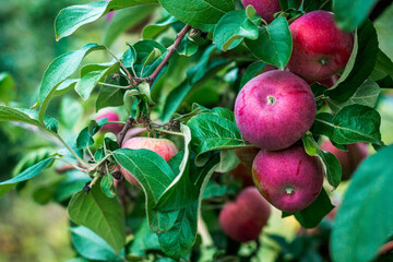 bunch of apples on a tree in an orchard in Grand Rapids Michigan