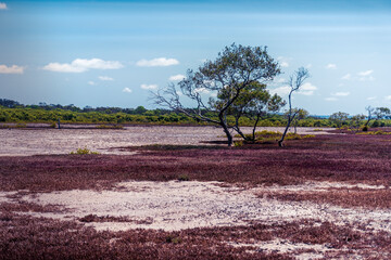 Salt Flats