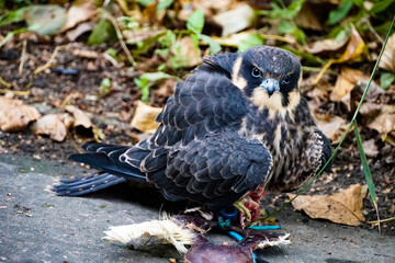 young tamed hobby falcon caught a lure with meat, meal on the ground
