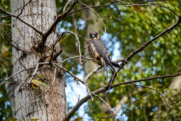 hobby falcon sits on a branch of an autumn tree, looking at the camera