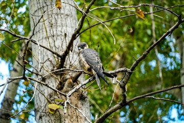 hobby falcon sits on a branch of an autumn tree