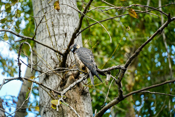funny bird of prey with an open beak sits on a branch, fledgling of a hobby falcon screams, autumn, wildlife
