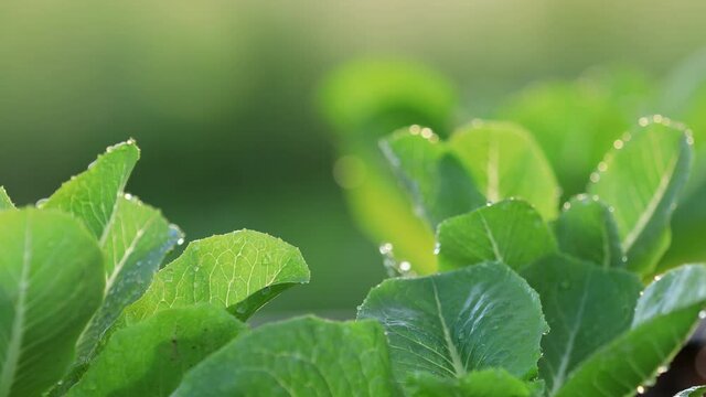 Close up romaine lettuce leaf of  salad vegetable hydroponic in organic farm with soft light. Agriculture organic concept.