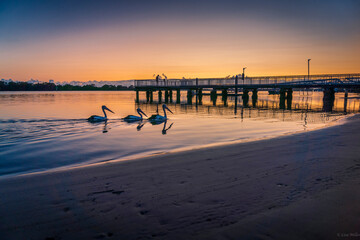 Fototapeta na wymiar Pelicans at Sunrise