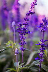 Close up of purple flowers blooming in a garden