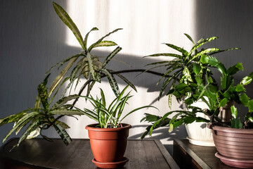 Green houseplants in the interior of the house on a bright sunny morning. Selective focus. Cozy home decor with plants.