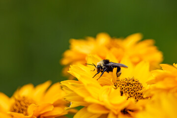 close up of a bumble bee pollination on top of bunch yellow flowers in the garden with isolated blurry green background