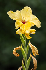 close up of a yellow gladiolus flower blooming under the sun with one thin string of spider web stuck on the petal