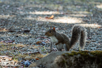 a beautiful brown squirrel with white belly standing on gravel ground in the park under the shade