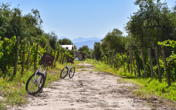 Vineyard in Mendoza region, Argentina. Landscape with Andes mountains in the background.