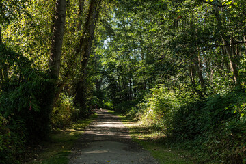 Fototapeta na wymiar someone walking the dog way ahead of the trail in the forest with tall trees and bushes on both sides of the road