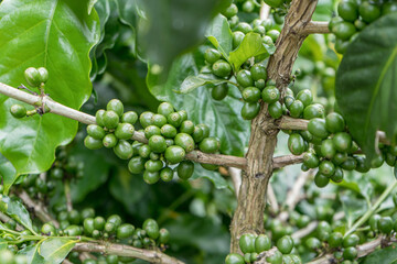 Beautiful blue purple soft nice flower of laurifolia clock vine