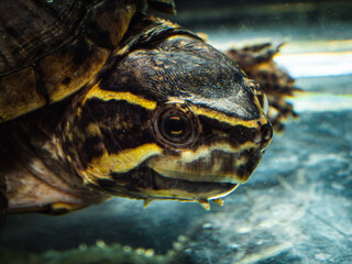 stink pot turtle close up