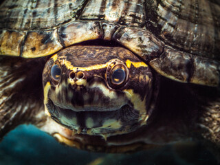 Obraz premium stink pot turtle close up