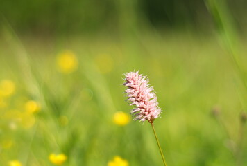 A pink blade of grass in a meadow on a Sunny summer morning. Moscow region. Russia.