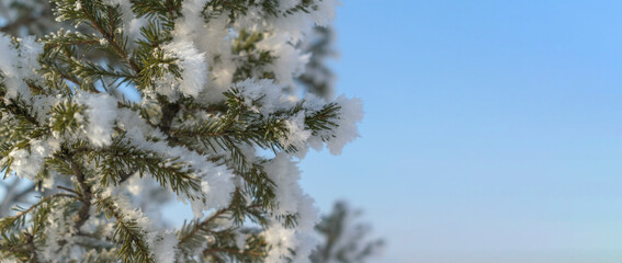 Green branch of a Christmas tree in winter. The fir is covered with white crystals of frost. Background - blue sky. Holiday concept Christmas and New Year. Selective focus.