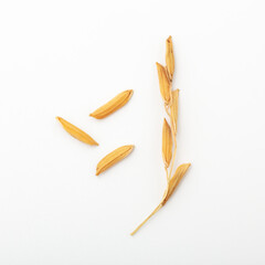 Jasmine rice paddy closed up