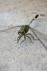 dragonfly on a floor