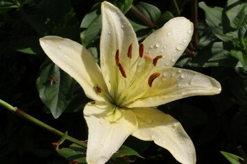 Obraz premium A close up of a flower