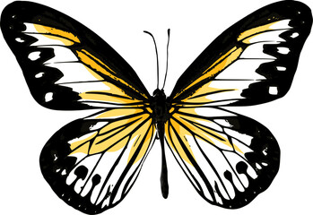 butterfly vector illustration on white background © weethiam